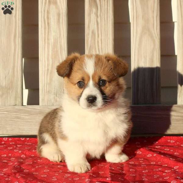 Murphy, Pembroke Welsh Corgi Puppy