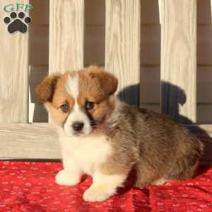 Murphy, Pembroke Welsh Corgi Puppy