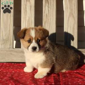 Murphy, Pembroke Welsh Corgi Puppy