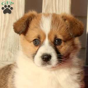 Murphy, Pembroke Welsh Corgi Puppy