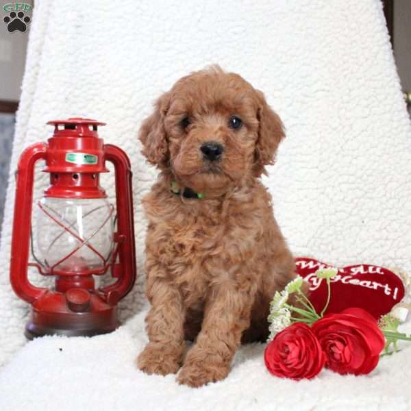 Murphy, Cavapoo Puppy