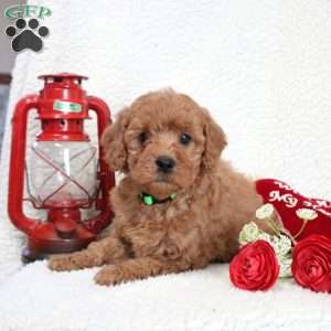 Murphy, Cavapoo Puppy