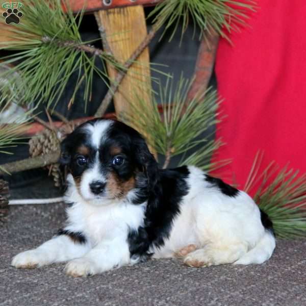 Music, Cavapoo Puppy