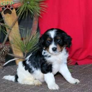 Music, Cavapoo Puppy