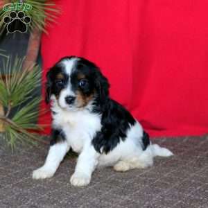 Music, Cavapoo Puppy