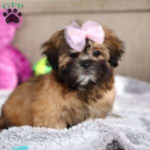 Myla, Lhasa Apso Puppy