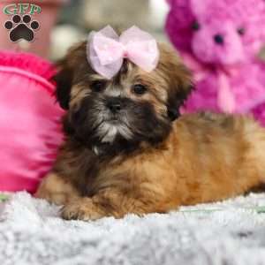 Myla, Lhasa Apso Puppy