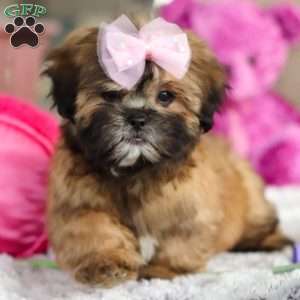 Myla, Lhasa Apso Puppy