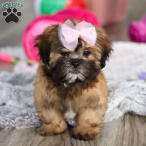 Myla, Lhasa Apso Puppy