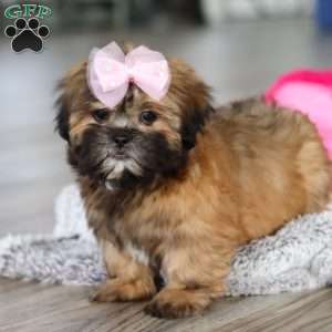 Myla, Lhasa Apso Puppy