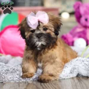 Myla, Lhasa Apso Puppy