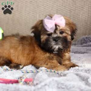 Myla, Lhasa Apso Puppy