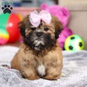 Myla, Lhasa Apso Puppy