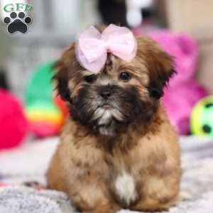 Myla, Lhasa Apso Puppy