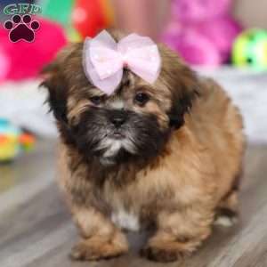 Myla, Lhasa Apso Puppy