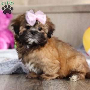 Myla, Lhasa Apso Puppy