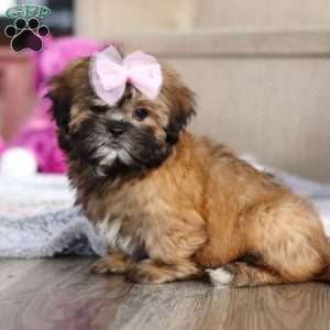 Myla, Lhasa Apso Puppy