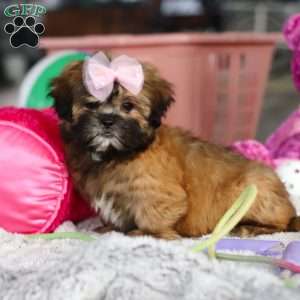 Myla, Lhasa Apso Puppy