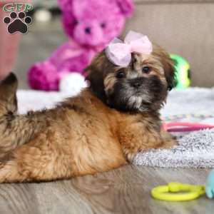 Myla, Lhasa Apso Puppy