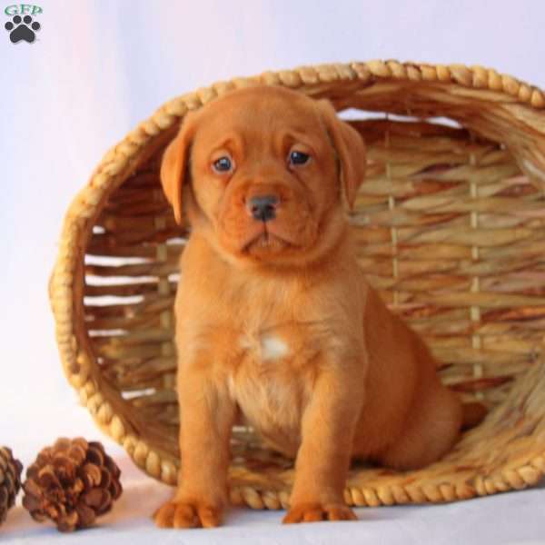 Myles, Fox Red Labrador Retriever Puppy