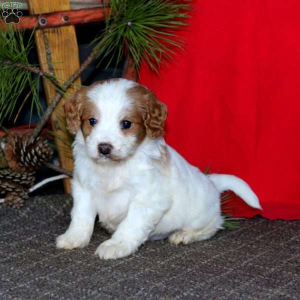 Mylon, Cavapoo Puppy