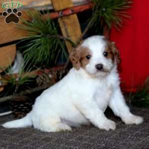 Mylon, Cavapoo Puppy