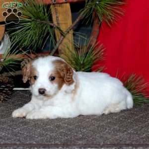 Mylon, Cavapoo Puppy