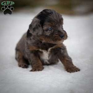 Nala, Cavapoo Puppy