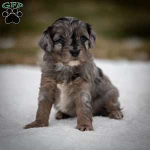 Nala, Cavapoo Puppy