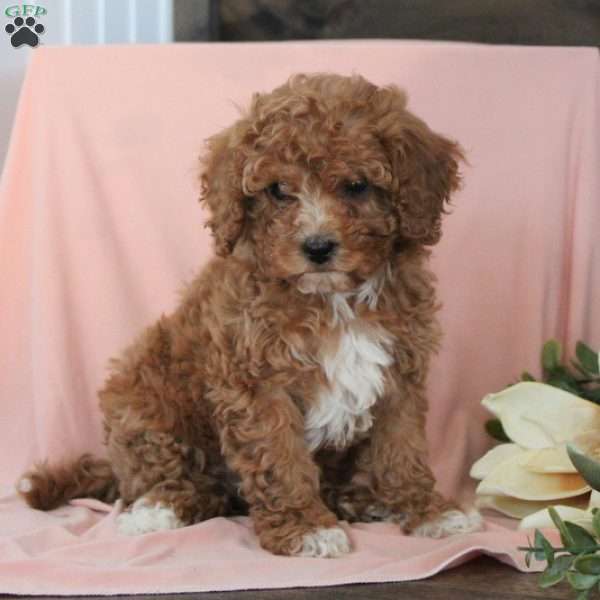 Nala, Cavapoo Puppy