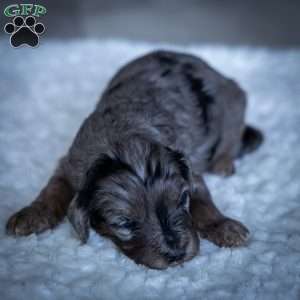 Nala, Cavapoo Puppy