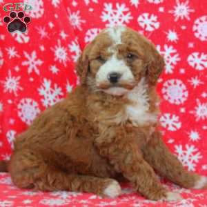 Nancy, Goldendoodle Puppy