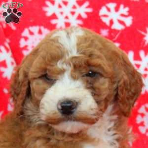 Nancy, Goldendoodle Puppy