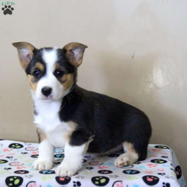 Naomi, Pembroke Welsh Corgi Puppy