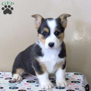 Naomi, Pembroke Welsh Corgi Puppy