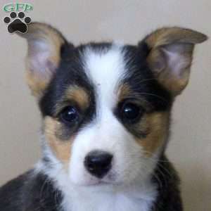 Naomi, Pembroke Welsh Corgi Puppy