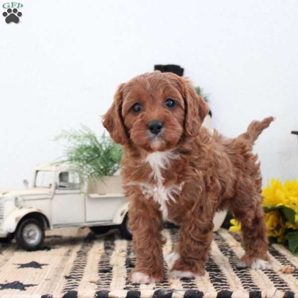 Natalie, Cavapoo Puppy