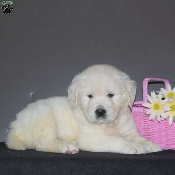 Naya, English Cream Golden Retriever Puppy