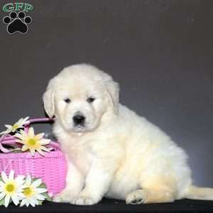 Naya, English Cream Golden Retriever Puppy