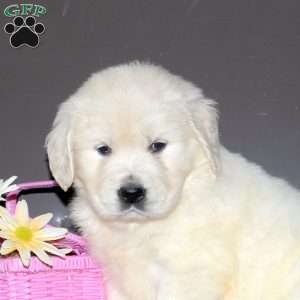 Naya, English Cream Golden Retriever Puppy