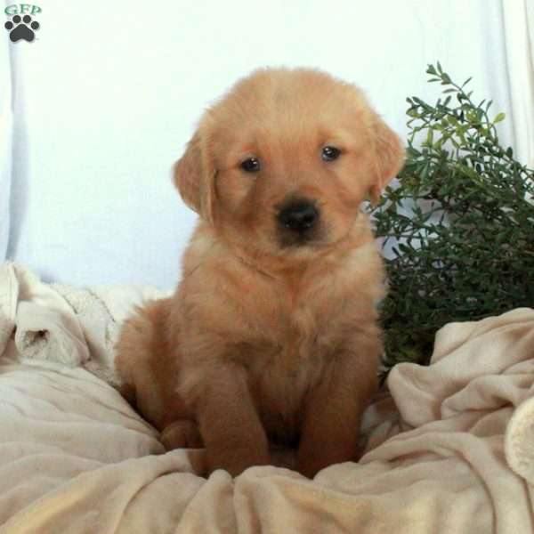 Ned, Golden Retriever Puppy