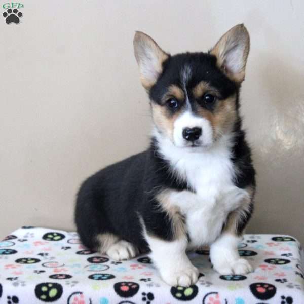 Ned, Pembroke Welsh Corgi Puppy