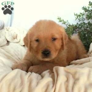 Ned, Golden Retriever Puppy