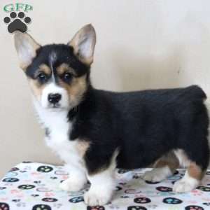 Ned, Pembroke Welsh Corgi Puppy