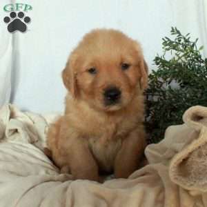 Ned, Golden Retriever Puppy