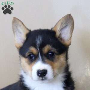 Ned, Pembroke Welsh Corgi Puppy