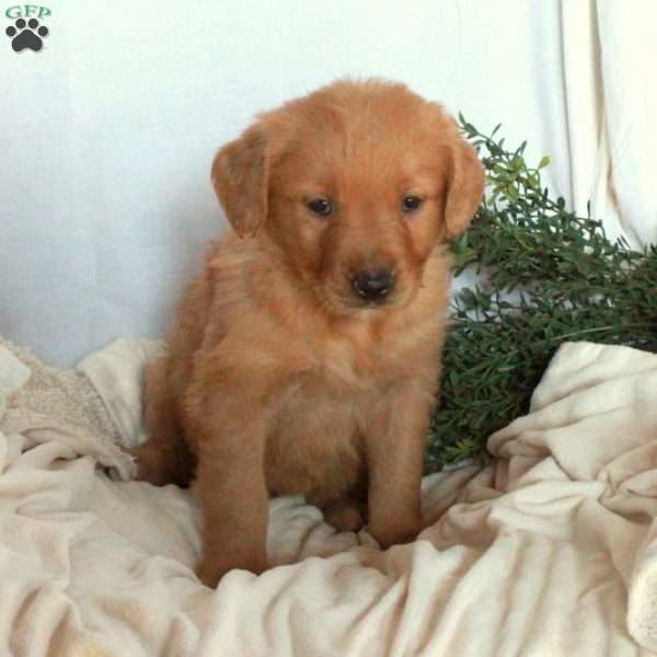 Nellie, Golden Retriever Puppy