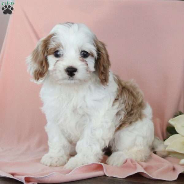 Nellie, Cavapoo Puppy