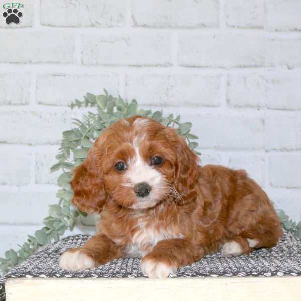 Nellie, Cavapoo Puppy