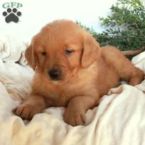 Nellie, Golden Retriever Puppy